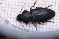 Anisodactylus binotatus