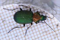 Chlaenius nigricornis
