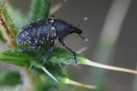 Larinus turbinatus