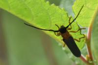 Oberea oculata