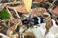 Clerus mutillarius