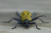 Chlorophorus glabromaculatus
