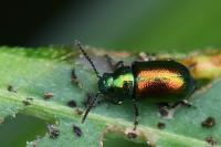 Gastrophysa viridula