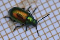 Gastrophysa viridula