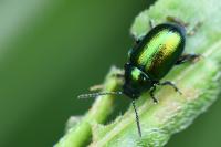 Gastrophysa viridula
