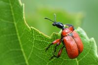 Apoderus coryli