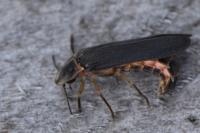 Lampyris noctiluca