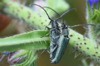 Opsilia coerulescens