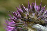Agapanthia dahli