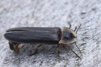 Lampyris noctiluca