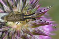 Agapanthia dahli