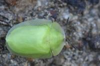 Cassida viridis
