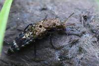 Ontholestes murinus