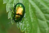 Chrysolina graminis