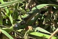Harpalus affinis