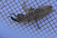 Lixus ochraceus