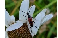 Stenurella bifasciata