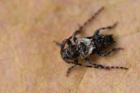 Pogonocherus hispidus