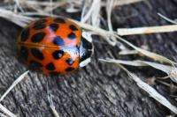 Harmonia axyridis