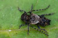 Pogonocherus hispidus