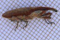 Lixus pulverulentus