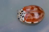 Harmonia quadripunctata
