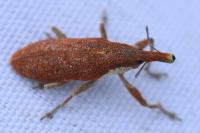 Lixus pulverulentus