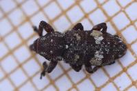 Pissodes castaneus
