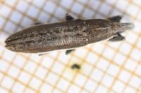 Lixus ochraceus