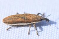 Lixus ochraceus