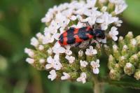 Trichodes alvearius