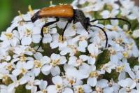 Stictoleptura fulva
