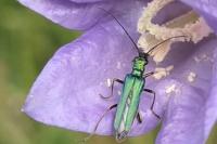 Oedemera nobilis