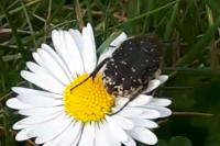 Oxythyrea funesta