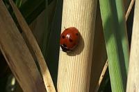 Coccinella septempunctata