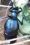 Meloe violaceus