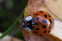 Harmonia axyridis