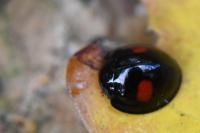 Chilocorus renipustulatus