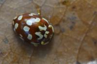 Myrrha octodecimguttata