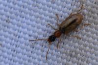 Demetrias atricapillus