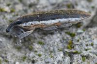 Lixus ochraceus