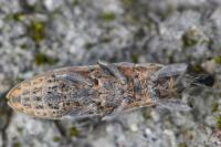 Lixus ochraceus