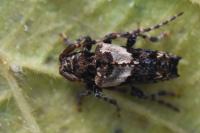 Pogonocherus hispidus