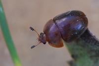 Cychramus luteus