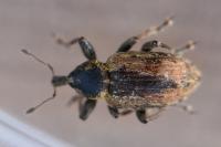 Hypera postica