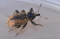 Hypera postica