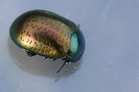 Chrysolina hyperici