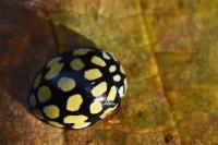 Sospita vigintiguttata