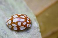 Sospita vigintiguttata