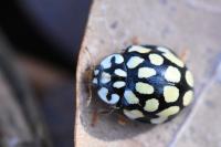 Sospita vigintiguttata